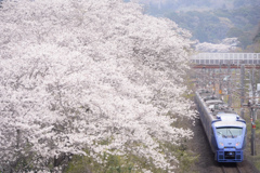 桜咲く特急街道