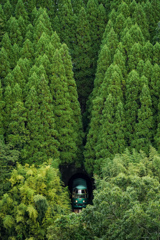 森のトンネルを抜けて