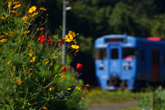 秋の花と青い列車