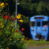 秋の花と青い列車