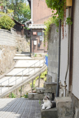 猫の住む路地