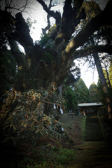 大木のある神社
