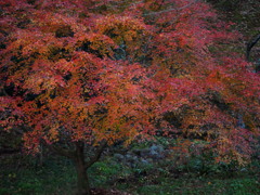 広徳寺の紅葉