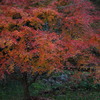 広徳寺の紅葉