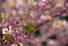 河津桜④