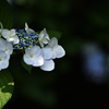 那智山　紫陽花