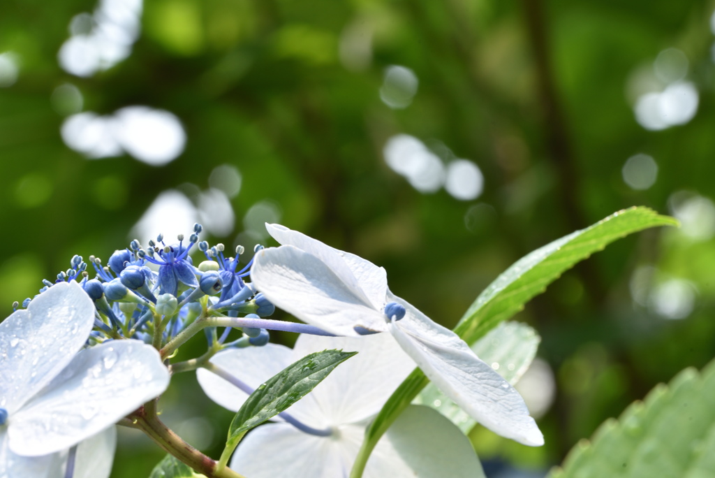 那智山　紫陽花