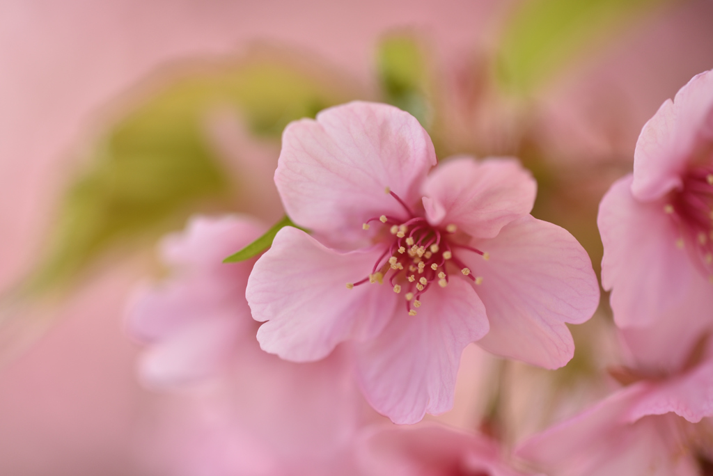 河津桜③