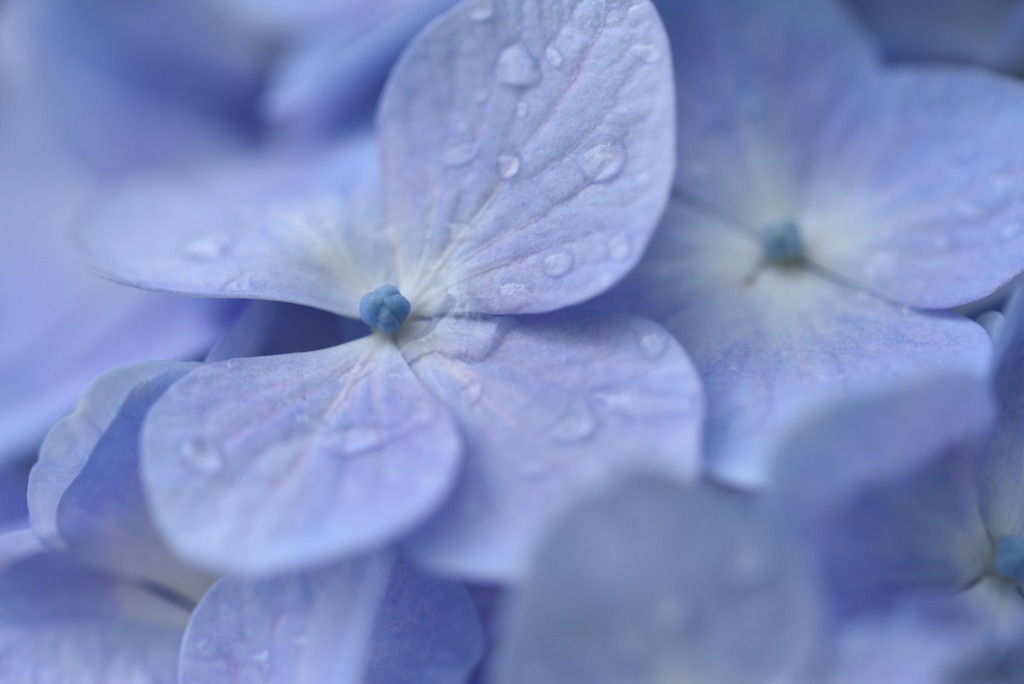 那智山　紫陽花