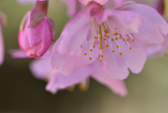 河津桜マクロ②