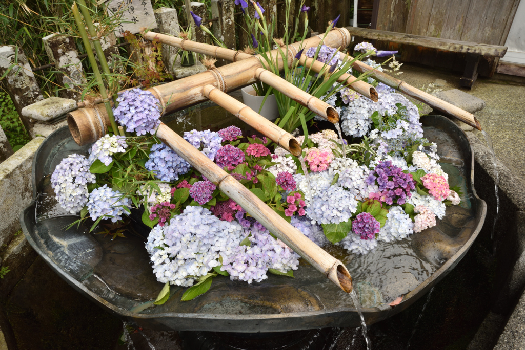 那智山　紫陽花