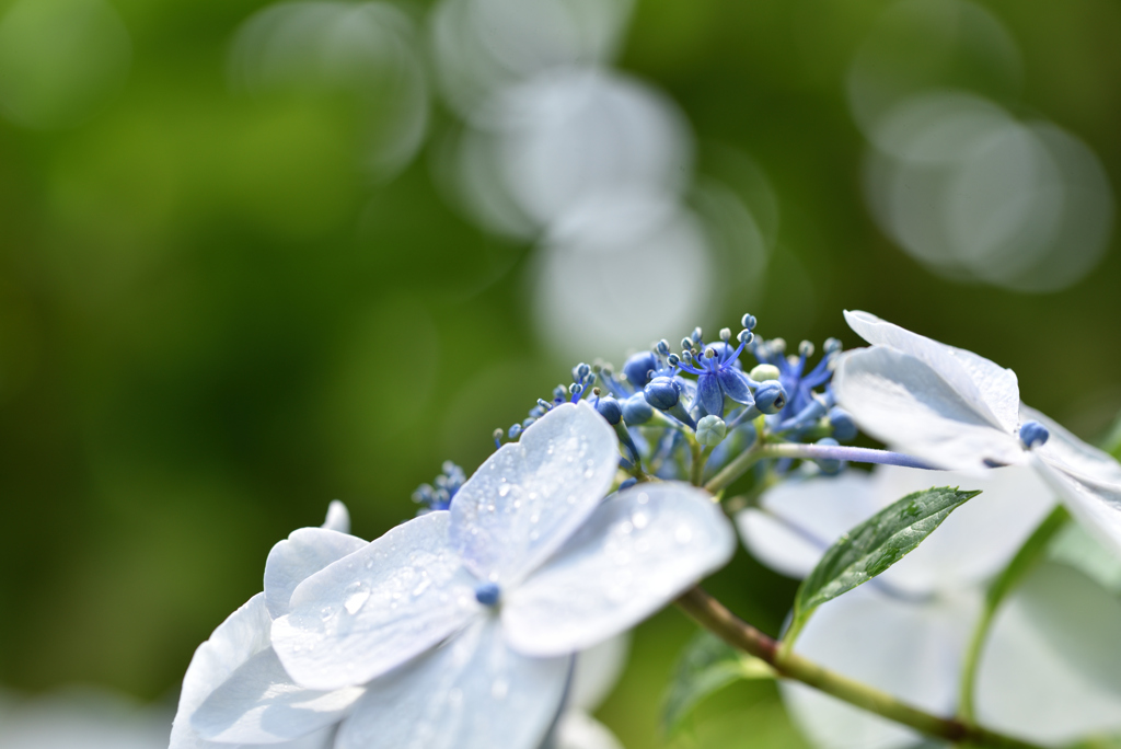 那智山　紫陽花