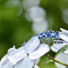 那智山　紫陽花