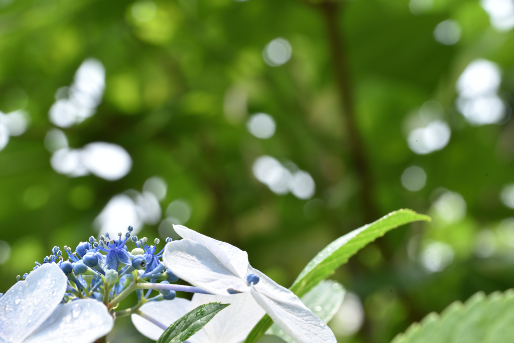 那智山　紫陽花