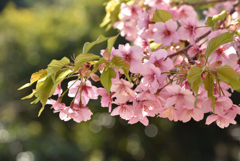 河津桜①