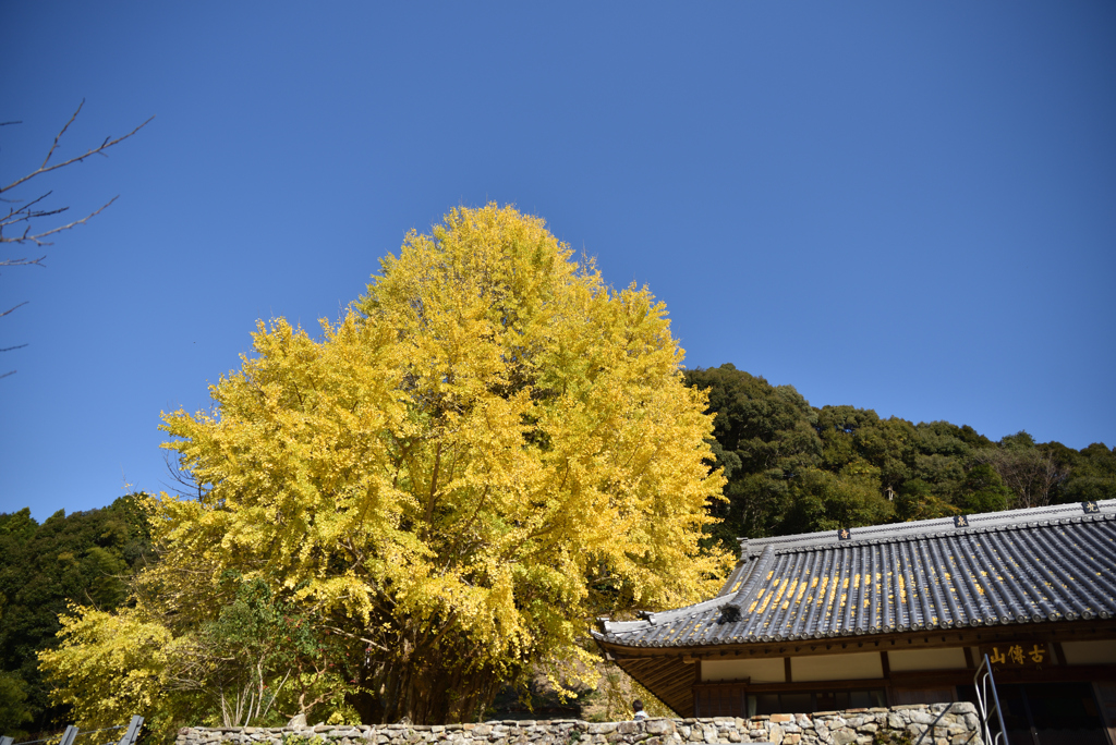 光泉寺の大銀杏①