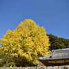 光泉寺の大銀杏①