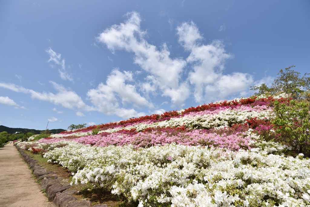 くろしお公園のつつじ③