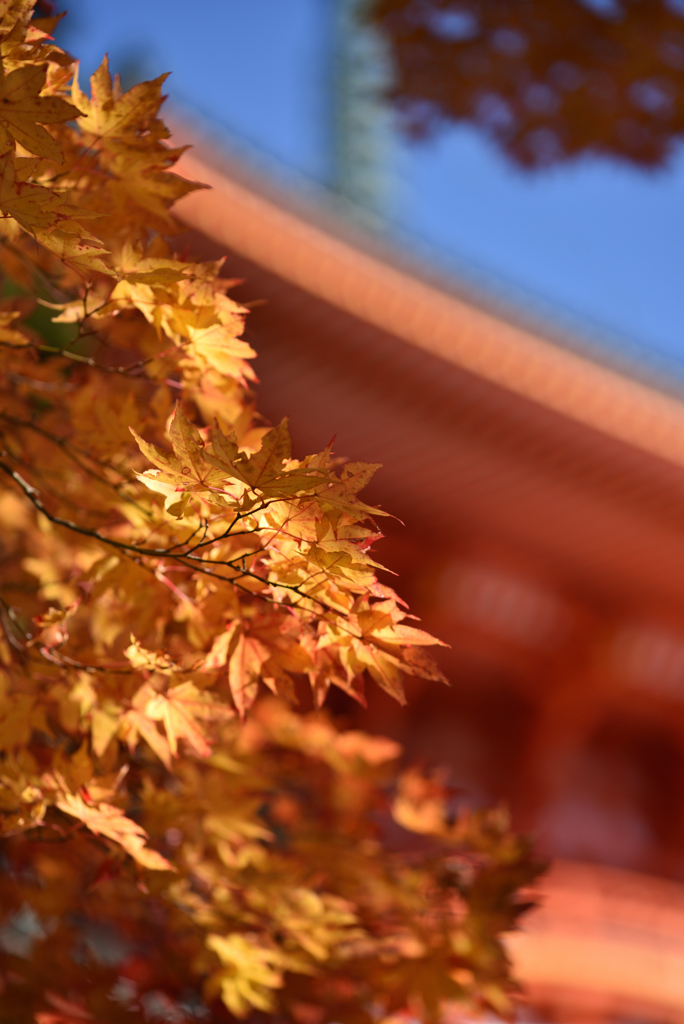 高野山秋景①