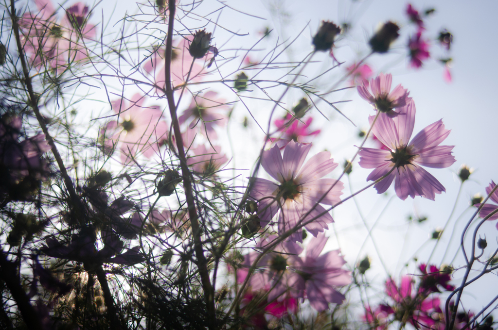 Cosmos
