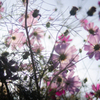 Cosmos
