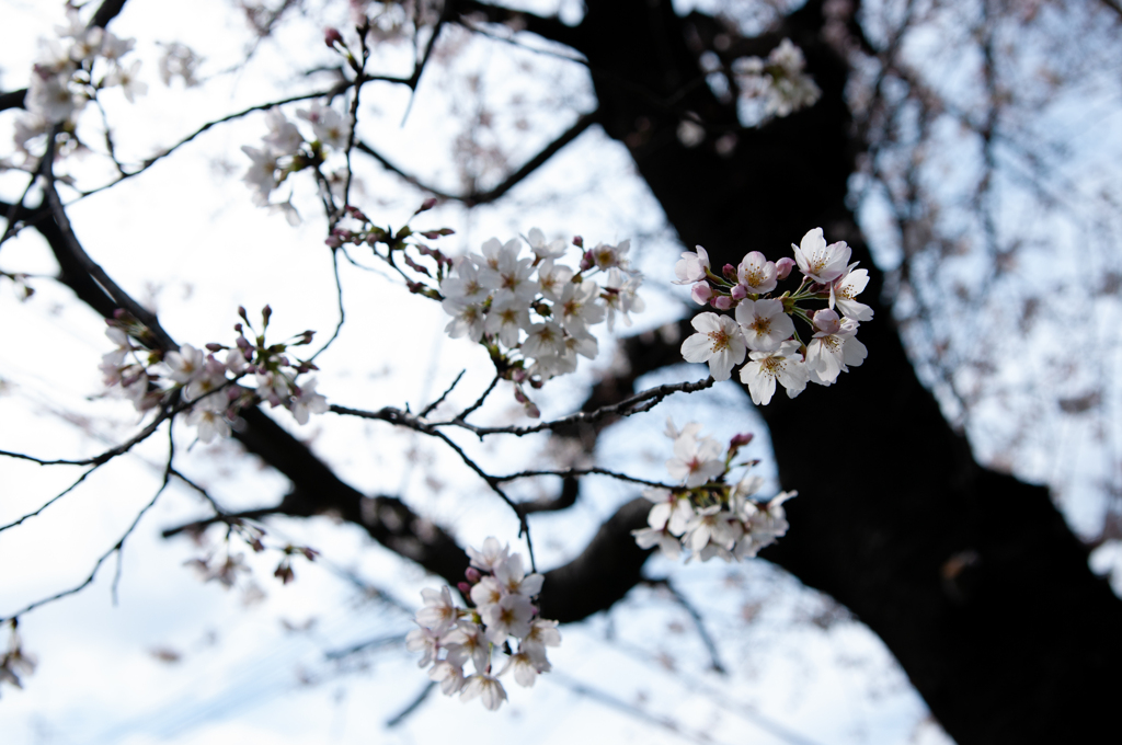 桜