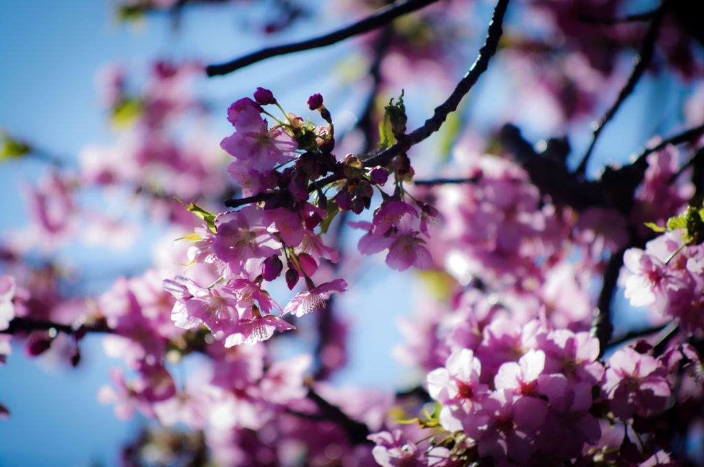 川津桜