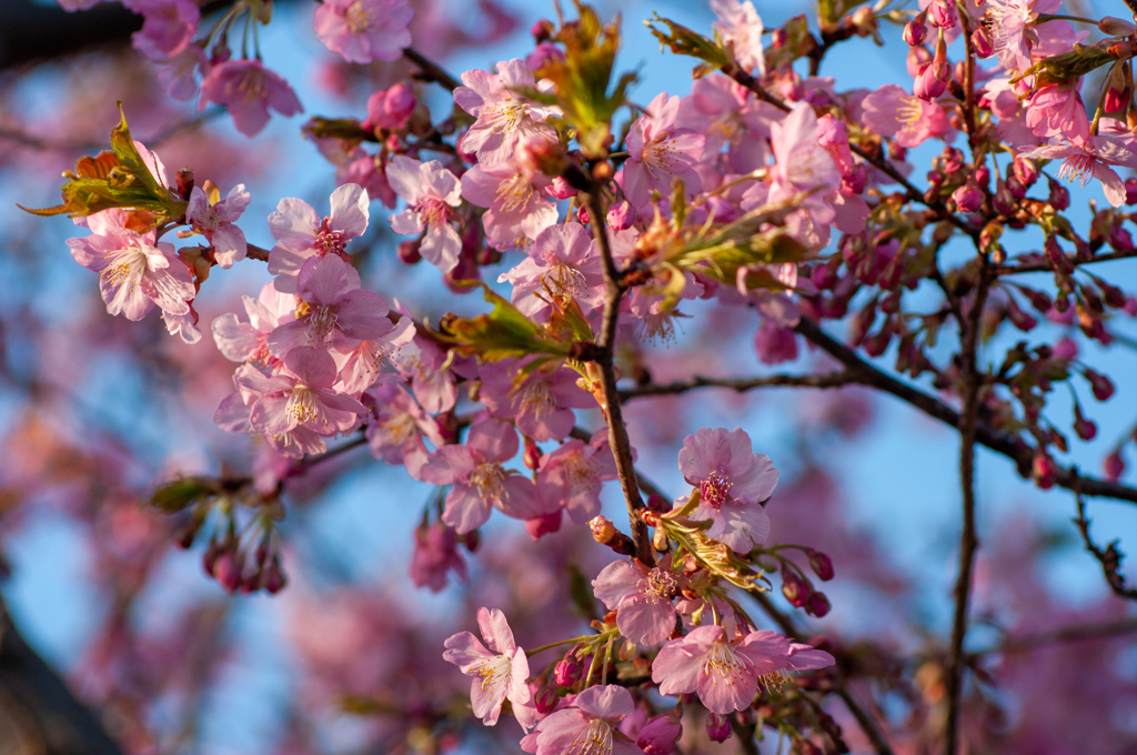 川津桜