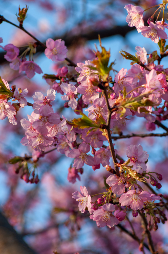 川津桜
