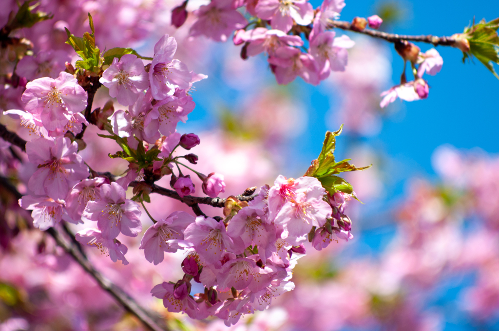 川津桜