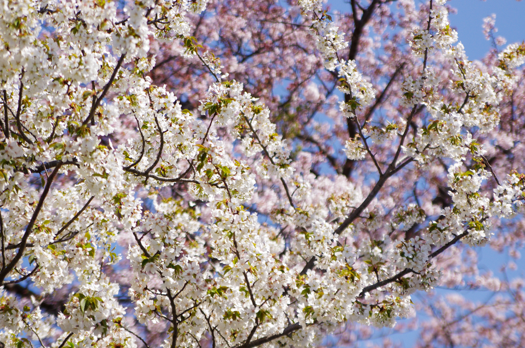 桜