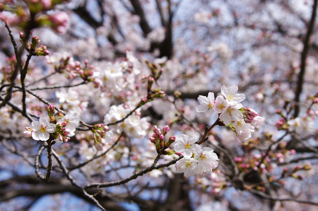 桜