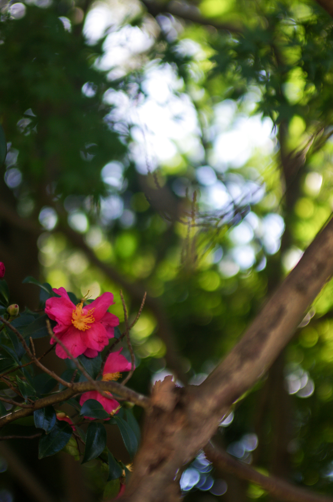 山茶花、一輪