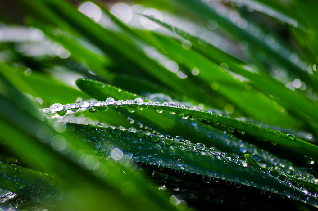 雨上がりのキラキラ