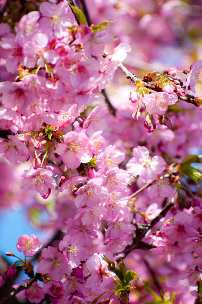 川津桜