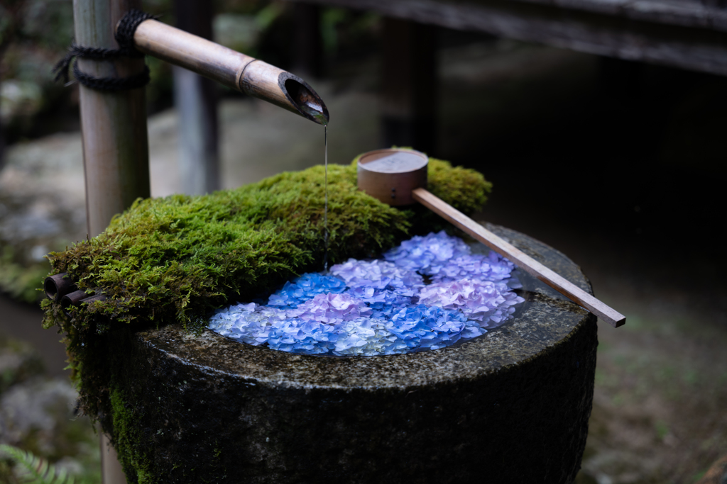 楊谷寺 花手水