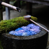 楊谷寺 花手水