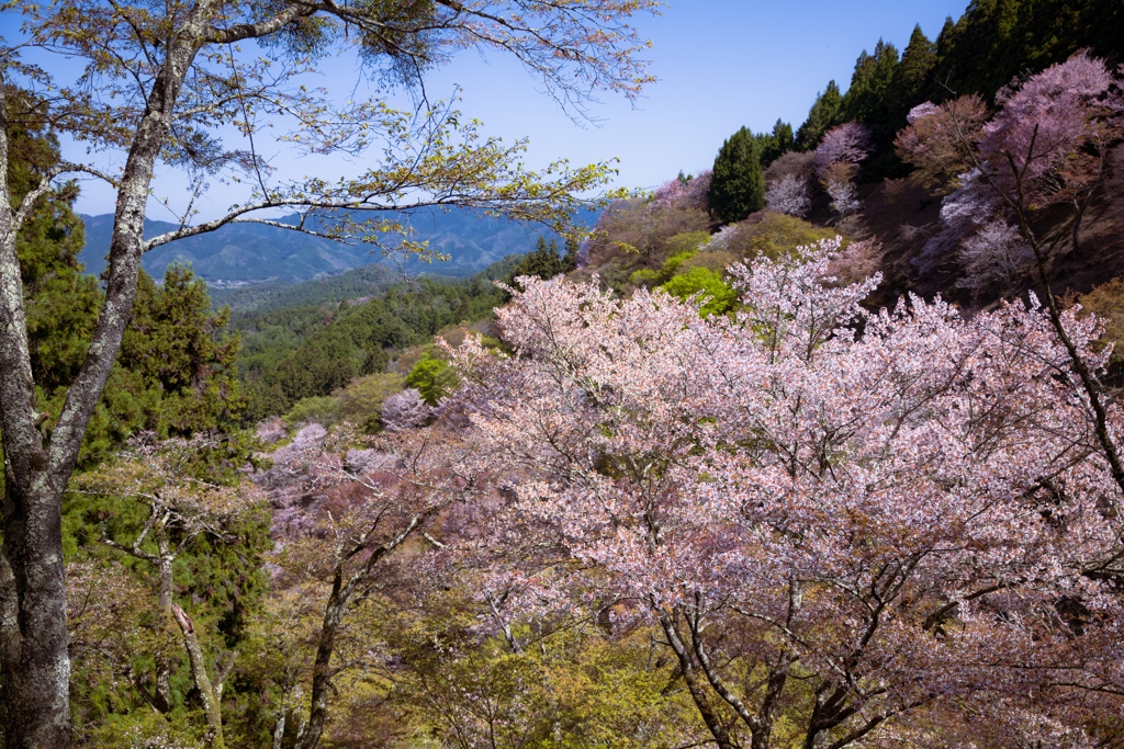 吉野山にて