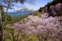 吉野山にて