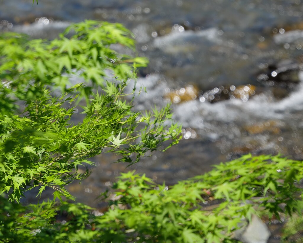 清滝川の風