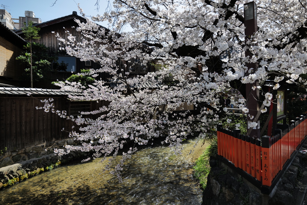 春の祇園