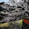 春の祇園