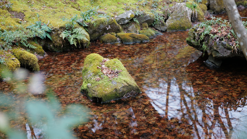 春を待つ常寂光寺の池