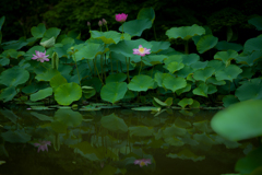 極楽浄土に咲く花
