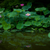 極楽浄土に咲く花