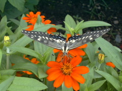 アゲハ蝶の午後