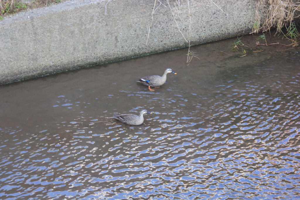 水面鳥