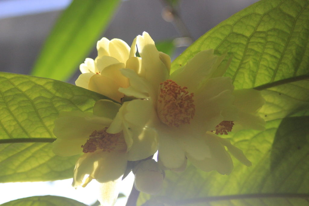 花と光の可能性②