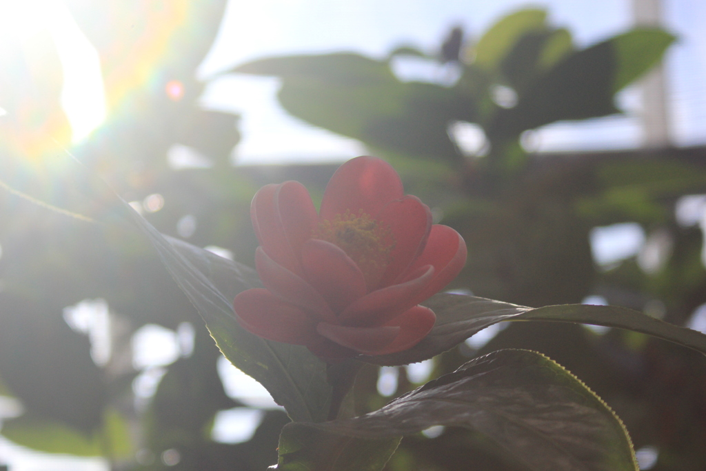 花と光の可能性①