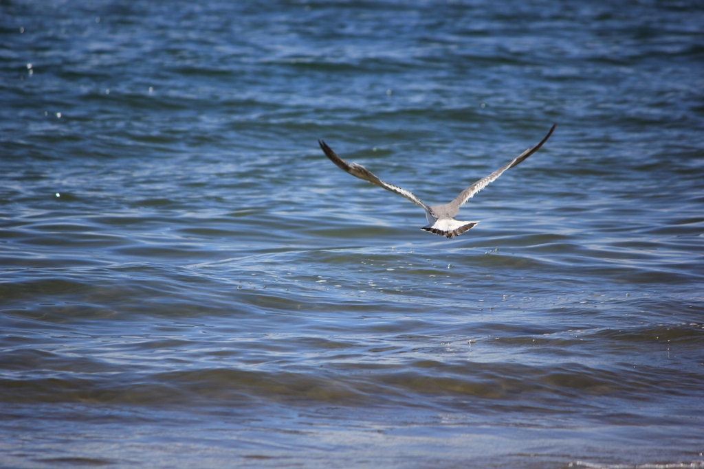 最終章　さらば！てけてけカモメ
